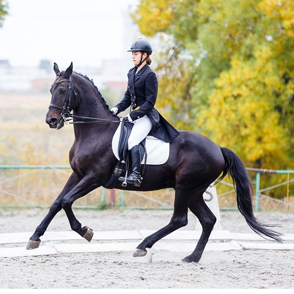 Equestrian Riding
